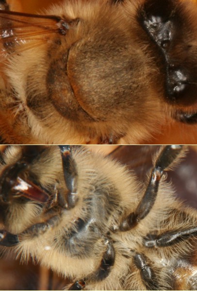 Brust (Thorax) der Honigbiene Brust (<i>Thorax</i>) der Honigbiene
